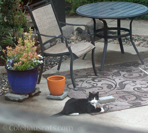 Neighborhood visitor Blueberry sees Dad © Colehauscats.com