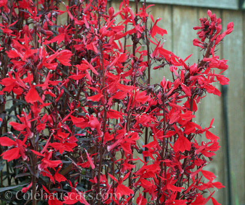 Cardinal Flower, 2026 © Colehauscats.com