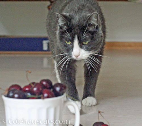 Tessa and the cherries © Colehauscats.com