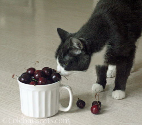 Tessa inspects the cherries © Colehauscats.com