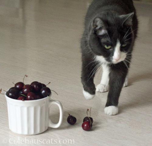 Tessa's unimpressed with the cherries © Colehauscats.com