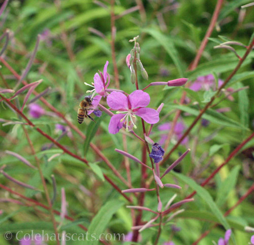 Fireweed, 2026 © Colehauscats.com