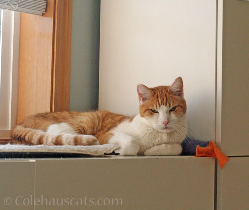 Grumpy Quint is grumpy © Colehauscats.com
