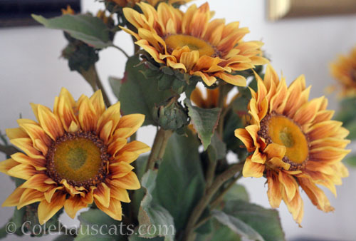 Indoor fake Sunflowers, 2026 © Colehauscats.com