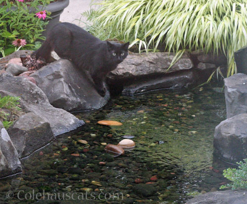Neighbor cat KeeKee © Colehauscats.com