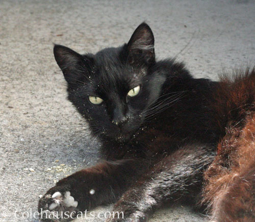 KeeKee and his catnip habit © Colehauscats.com