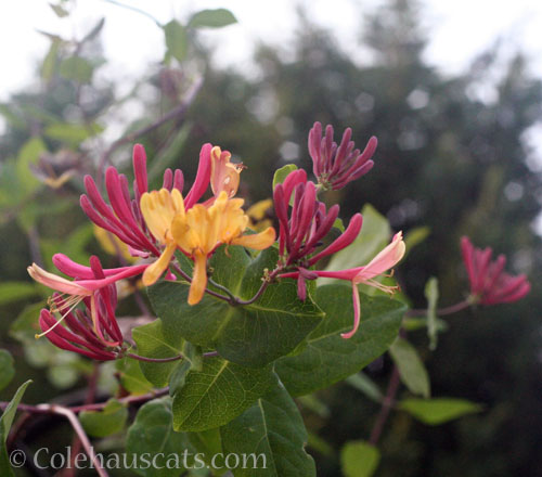 Neighborly Honeysuckle Vine, 2026 © Colehauscats.com