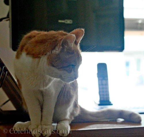 Yes, Quint did eat fake flowers © Colehauscats.com