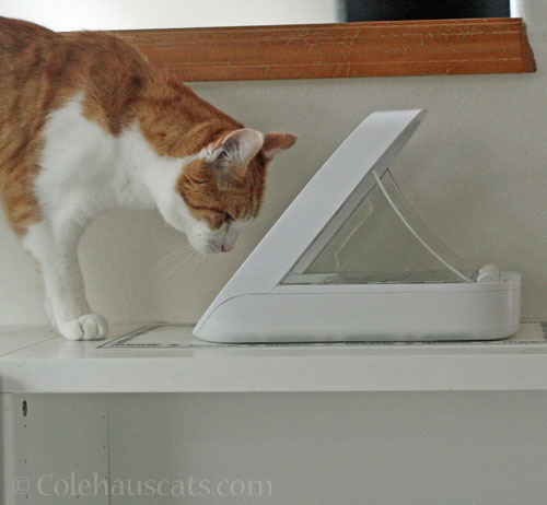 Quint contemplating food in his bowl © Colehauscats.com