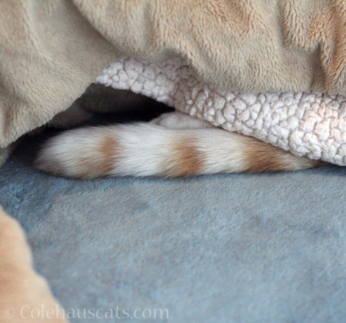 Quint in his blanket fort © Colehauscats.com
