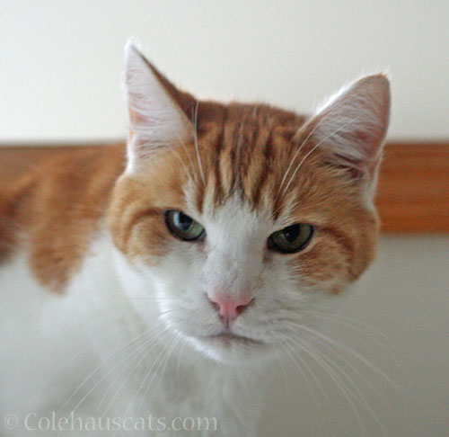 Quint's unimpressed as well © Colehauscats.com