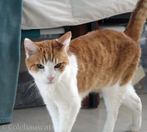 Quint has a lot to do © Colehauscats.com