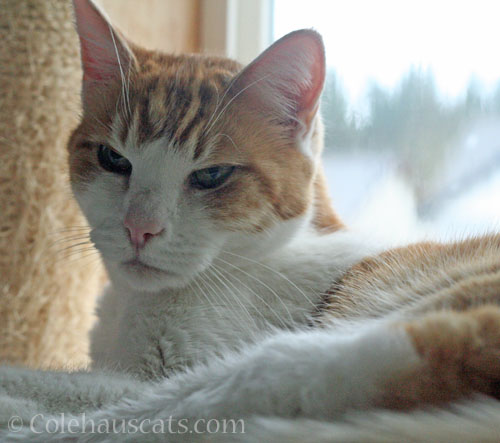 Quint rethinks his suggestion © Colehauscats.com