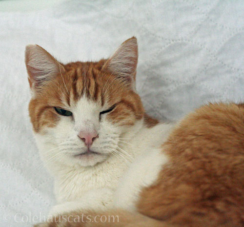 Quint might be sorry © Colehauscats.com