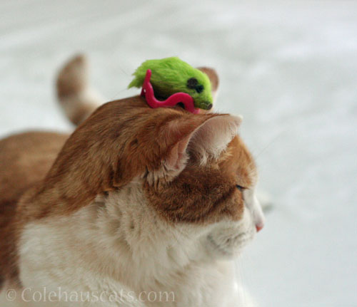 "Helpful" Quint © Colehauscats.com