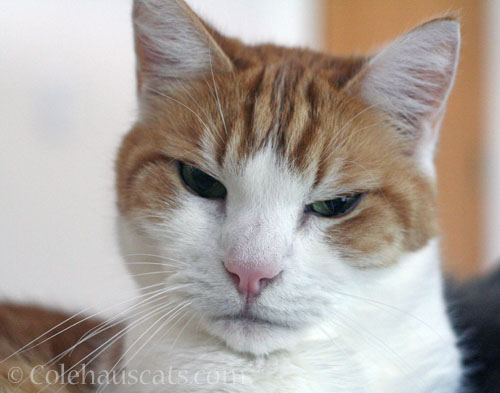 Quint wonders © Colehauscats.com
