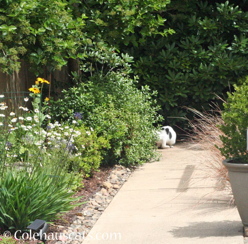 Someone was visiting © Colehauscats.com