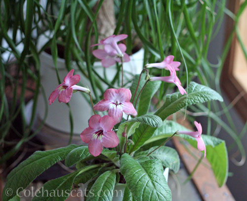 Streptocarpus 2026 © Colehauscats.com