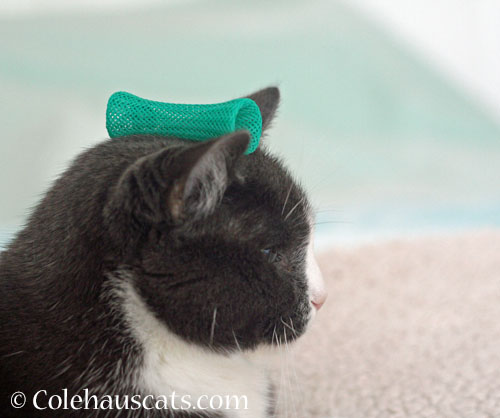 Tessa's Teal Boink Hat © Colehauscats.com