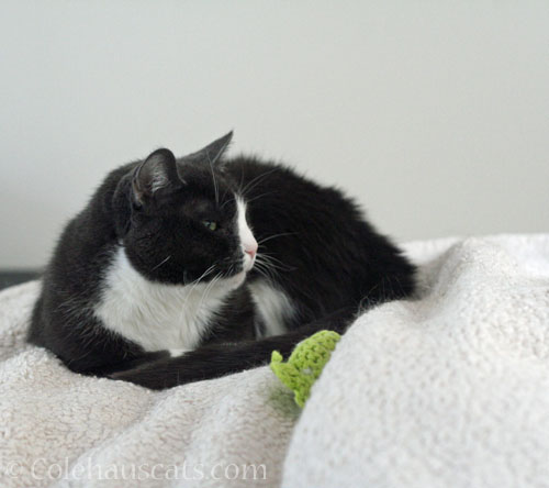 Today's Tessa Challenge © Colehauscats.com