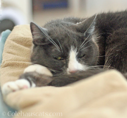 Tessa's watching © Colehauscats.com