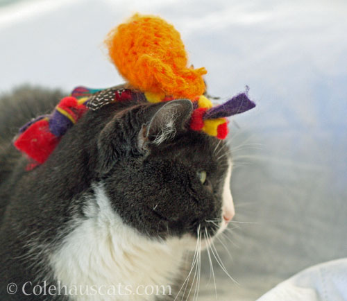 Tessa and her hats © Colehauscats.com