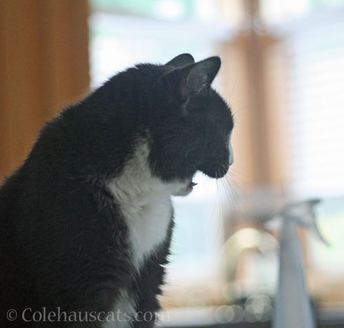 Tessa not sorry © Colehauscats.com