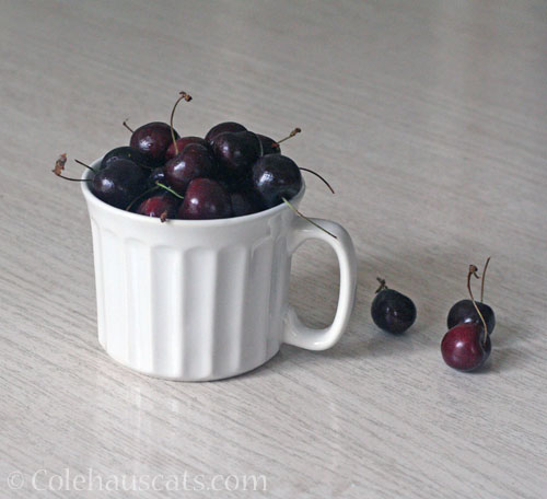 End of August cherries, 2026 © Colehauscats.com