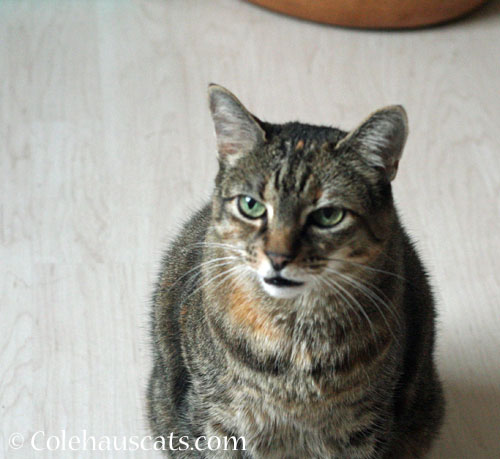 Viola has complaints © Colehauscats.com