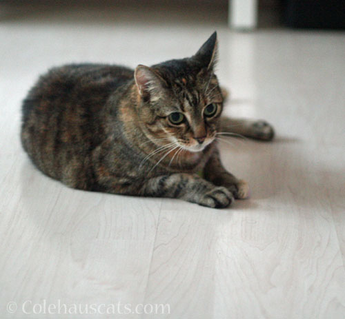 Viola is not a bug © Colehauscats.com