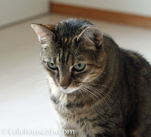 Viola baffled by Dad © Colehauscats.com