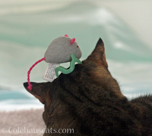 Viola's Mousie Crown hat © Colehauscats.com