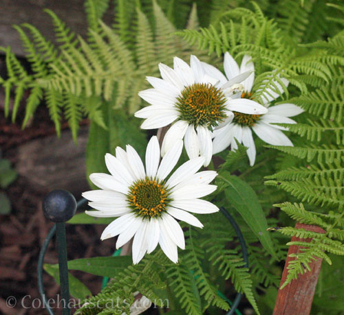 White Coneflower, 2026 © Colehauscats.com
