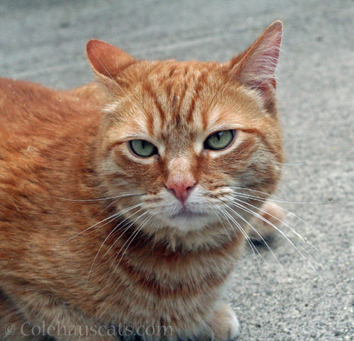 Neighborhood visitor Zerbe © Colehauscats.com