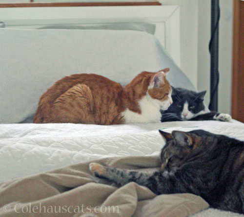 Quint, Viola and Tessa © Colehauscats.com