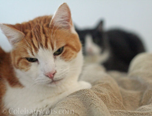 Quint and Tessa © Colehauscats.com