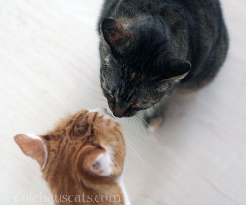 Quint and Viola © Colehauscats.com