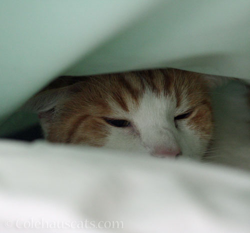 Quint's Autumn blanket fort © Colehauscats.com