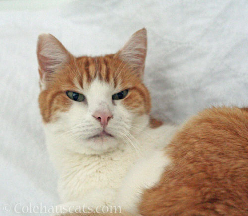 Did someone say Autumn? © Colehauscats.com