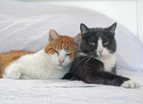 Quint and Tessa © Colehauscats.com