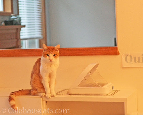 Quint's ready to order © Colehauscats.com