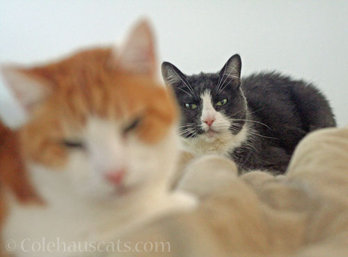 Tessa and Quint © Colehauscats.com