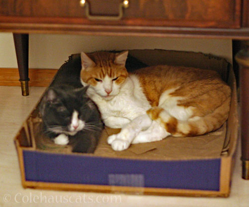 Tessa and Quint on a very early morning © Colehauscats.com