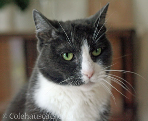 Tessa, 2026 © Colehauscats.com