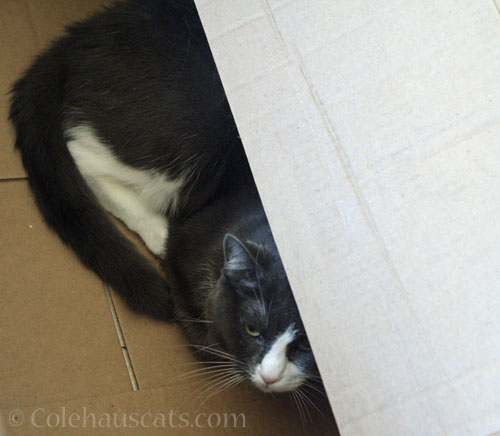 This box is unacceptable © Colehauscats.com