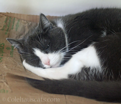 The Best Cat Ever will let us know © Colehauscats.com