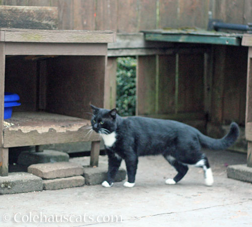 Tuxie Boy returns, September 2026 © Colehauscats.com