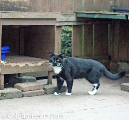 Tuxie Boy looks good, September 2026 © Colehauscats.com