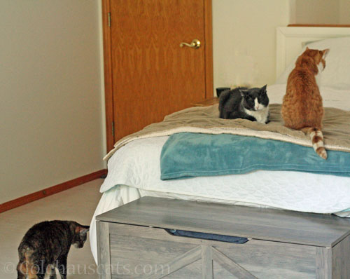 Viola, Tessa and Quint © Colehauscats.com