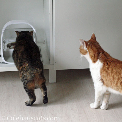 Quint watches Viola at her food bowl © Colehauscats.com